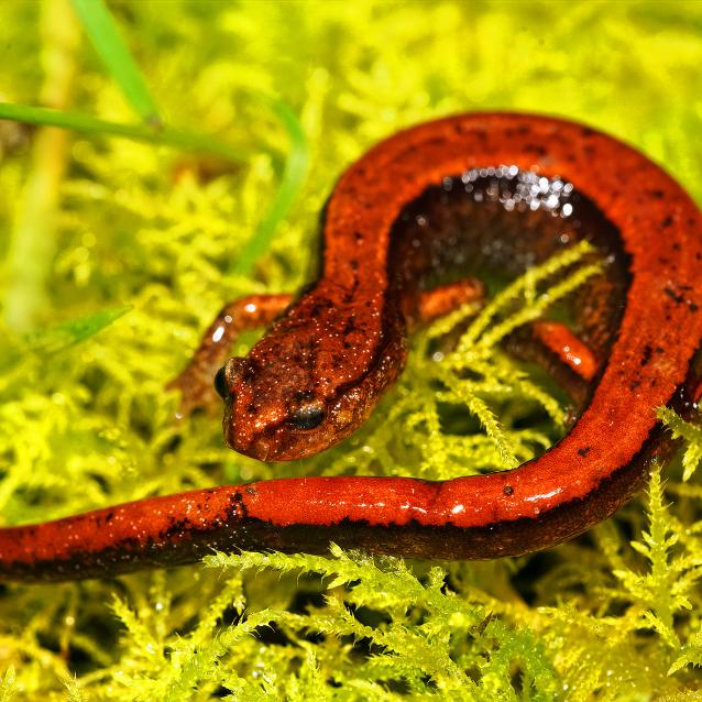 Salamandra czerwonogrzbieta (Plethodon vehiculum).
