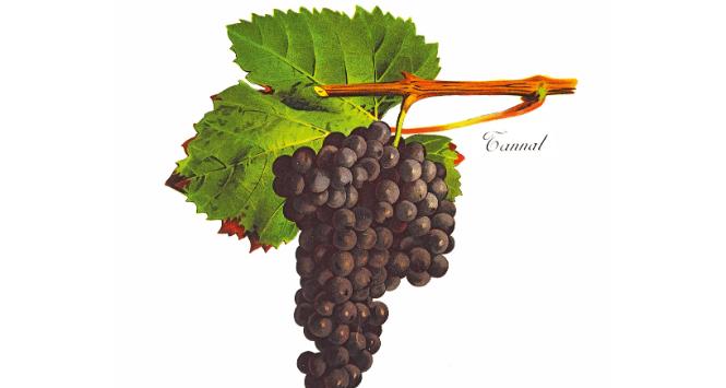 Urugwaj to kraj głęboko zakorzenionej kultury winiarskiej.