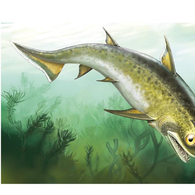 Rekonstrukcja pokrewnej ryby, Nerepisacanthus denisoni.