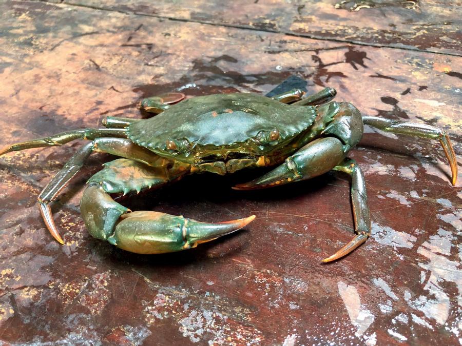 Krab Scylla serrata żyje w estuariach rzek i wśród namorzynów.