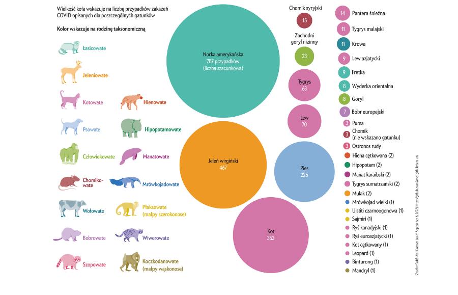 Wielkość kół wskazuje na liczbę przypadków zakażeń Covid-19 dla poszczególnych gatunków zwierząt.
