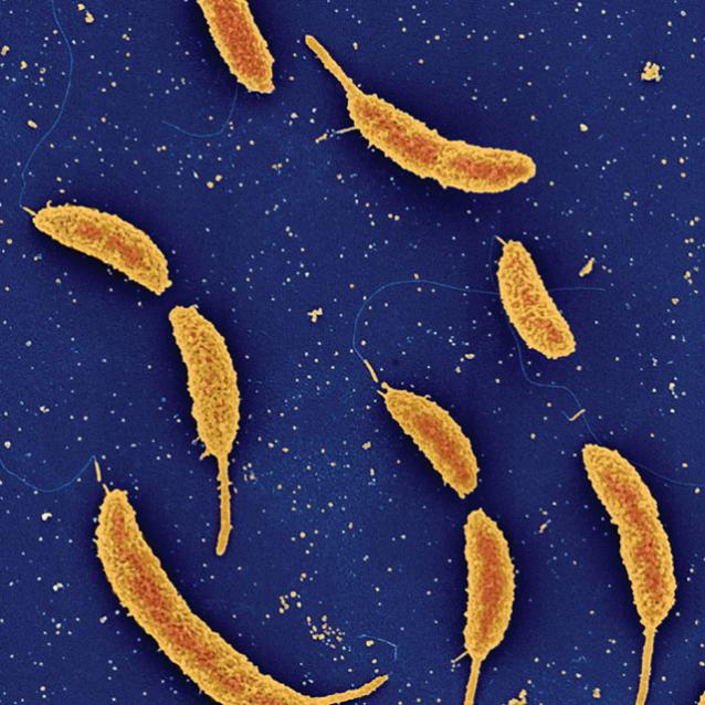 Fot. PLOS BIOLOGY, JEFFREY SKERKER, LIANA HOLMBERG