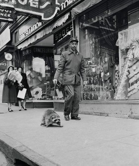 Niektórzy stawiają na oryginalność. Chociaż szopy są milutkie to jako zwierzeta domowe mogą przysporzyć wielu kłopotów.