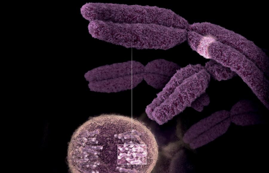 Gen FTO zlokalizowany jest na 16. chromosomie.