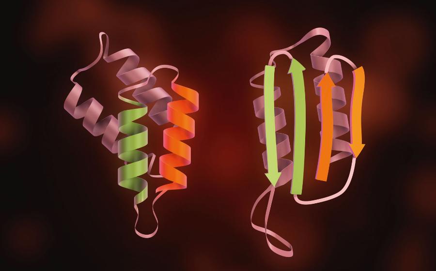 Priony to zakaźne białka odpowiedzialne m.in. za wywoływanie choroby szalonych krów. Różnią się od prawidłowych (po lewej) konformacją.