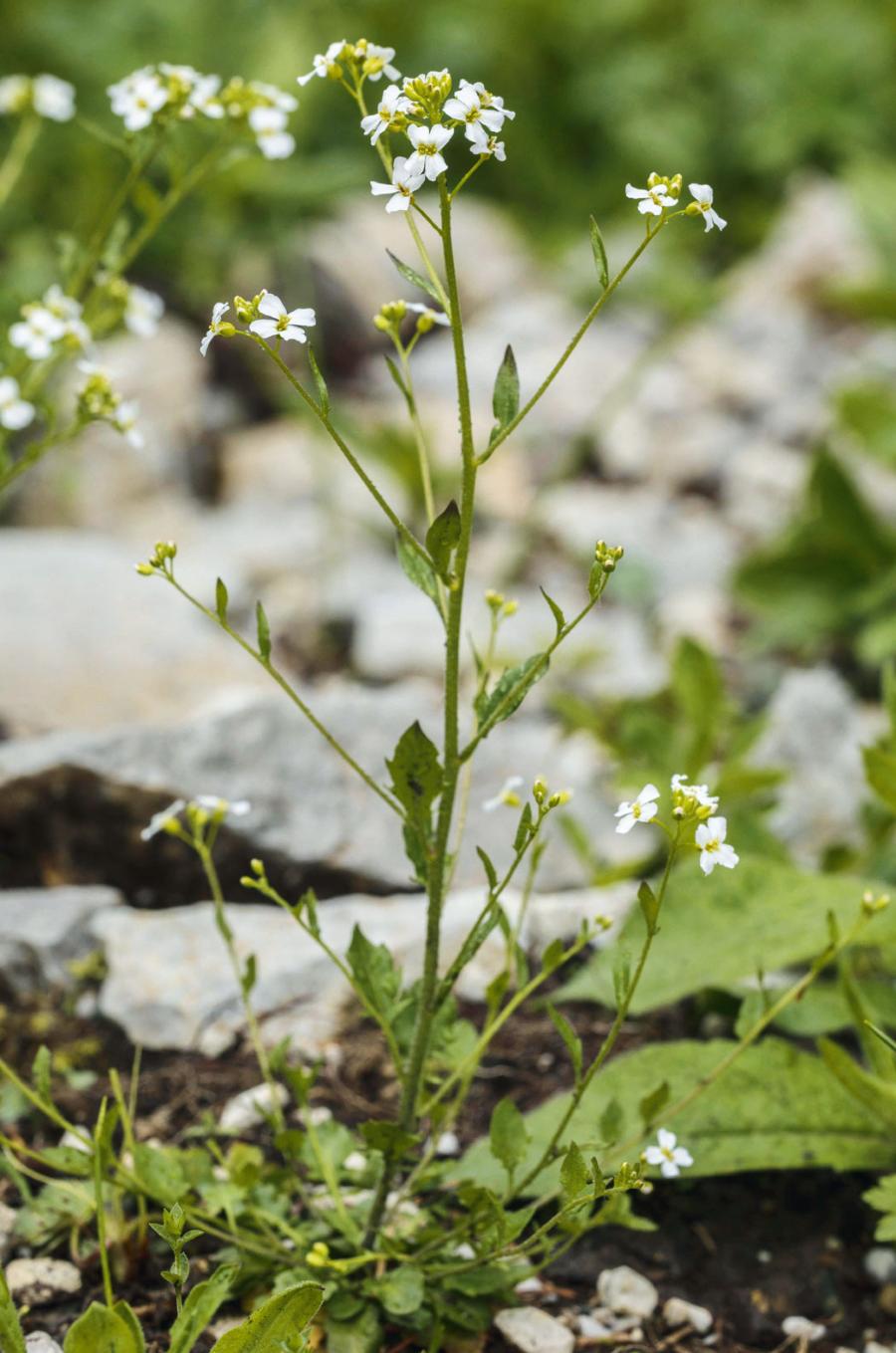 Rzeżusznik Hallera w środowisku naturalnym (Alpy Julijskie, Słowenia).