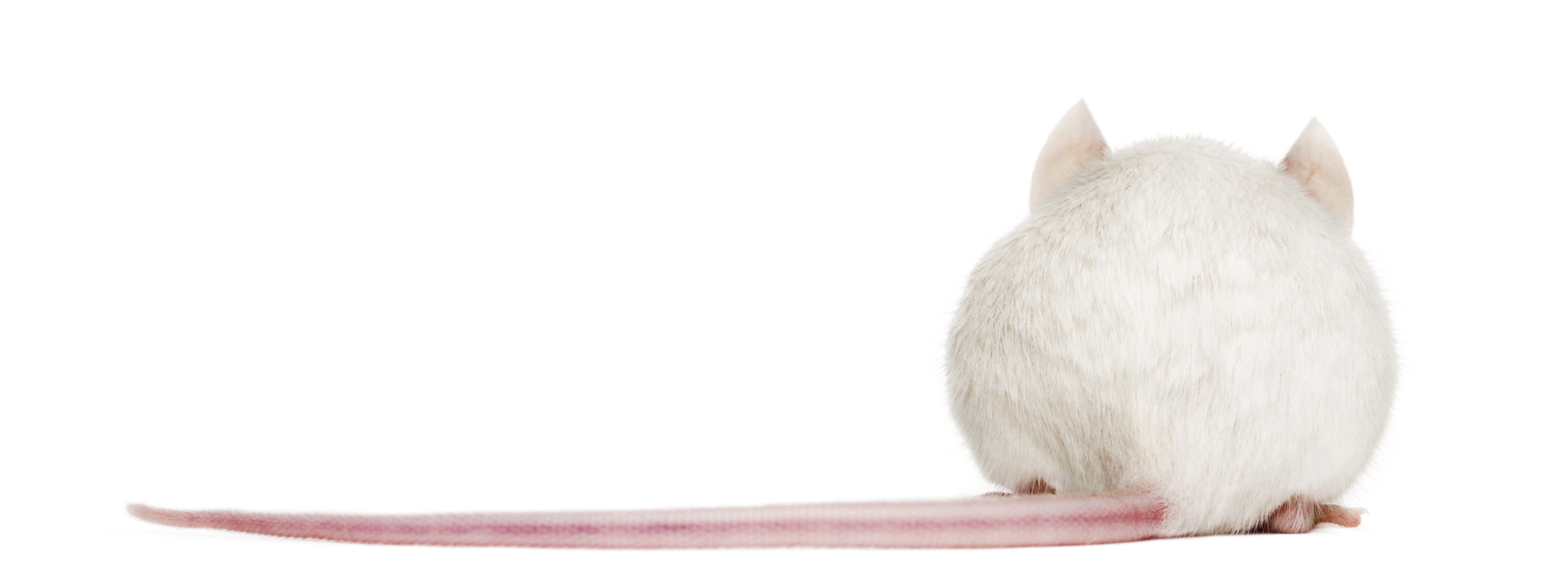 Ludzki reumatyzm różni się od mysiego