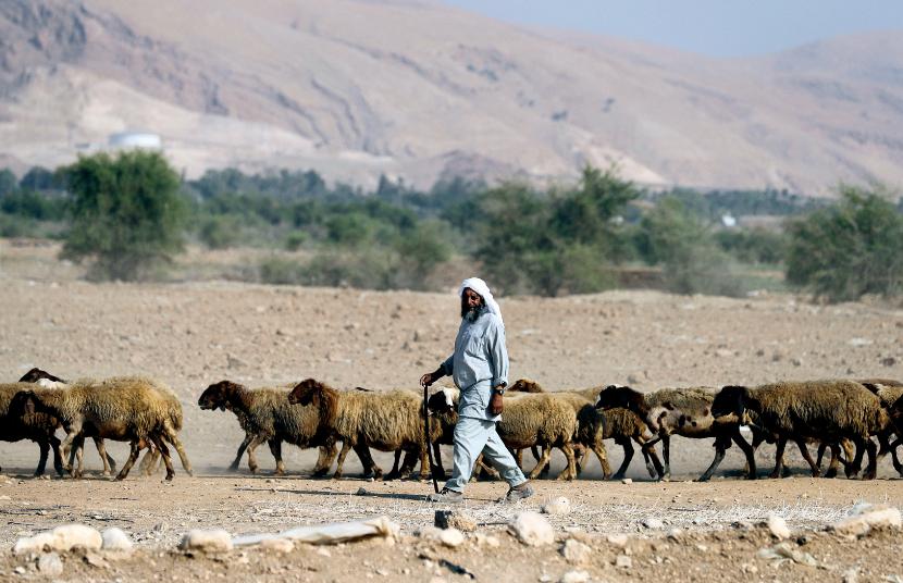 Beduiński pasterz wypasa owce w dolinie Jordanu na terytoriach okupowanych przez Izrael od 1967 roku, które mogą zostać teraz anektowane.