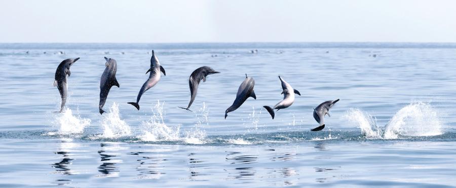 Badania nad asymetrycznością ruchów delfinów ujawniły konieczność opracowania nowego systemu kodowania zwrotów i obrotów tych zwierząt.