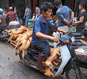 Targ z psim mięsem w chińskim mieście Yulin.