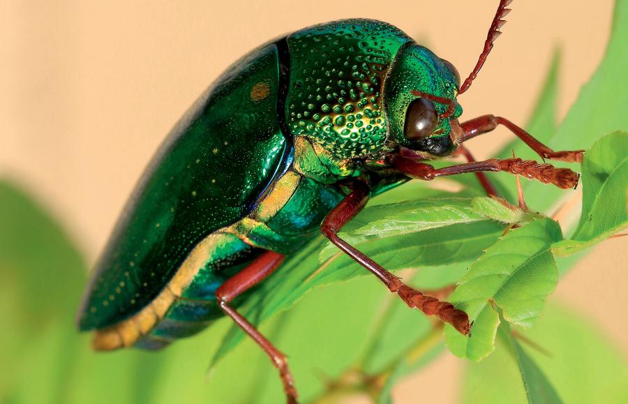 Sternocera aequisignata – jeden z dwóch gatunków azjatyckich bogatków powszechnie wykorzystywanych w zdobnictwie.