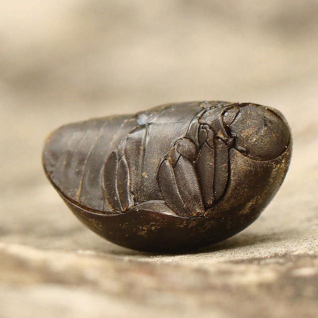 Tanatoza u chrząszcza z rodziny ­otrupkowatych (Byrrhidae).