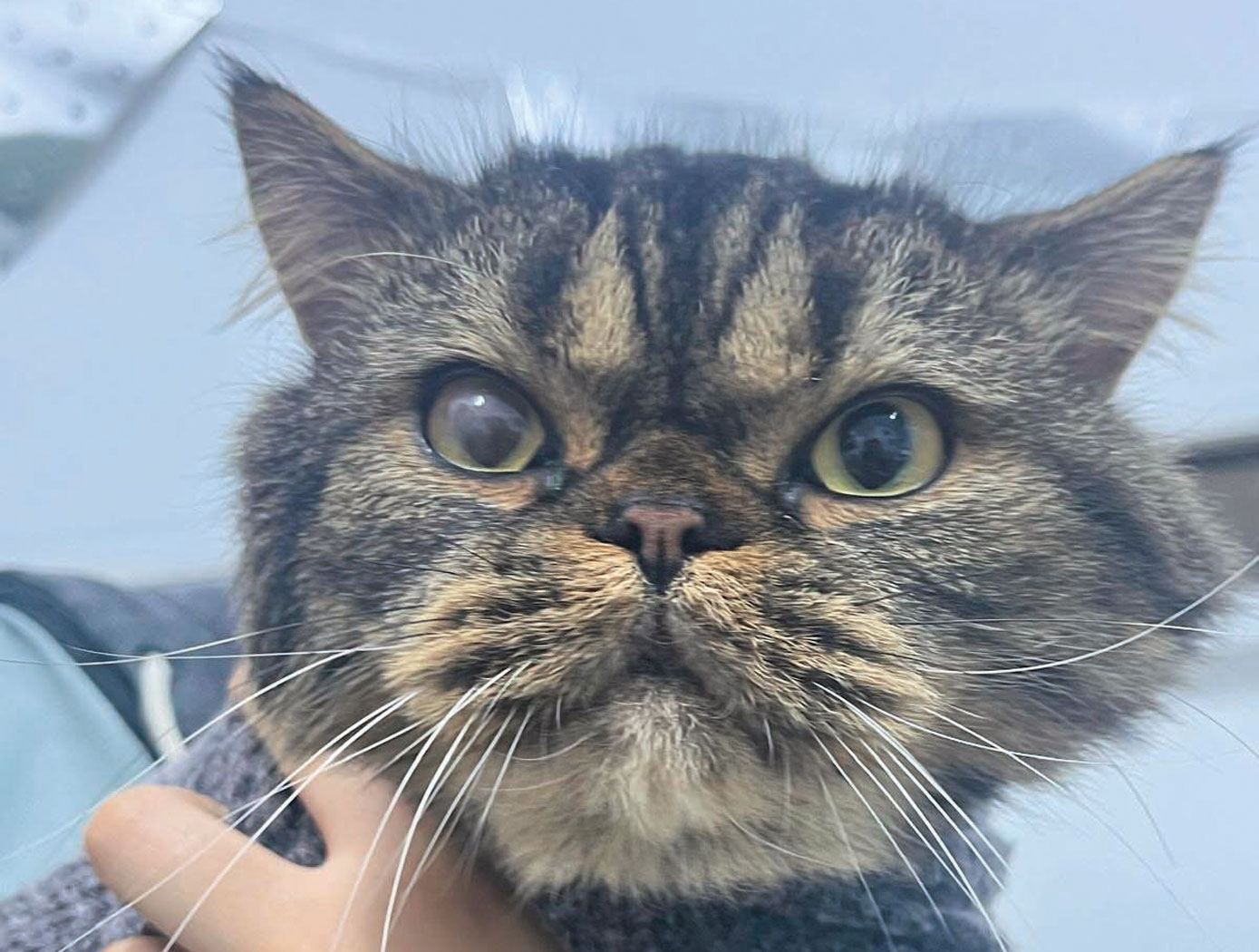 Lek dla ludzi pomaga kotom