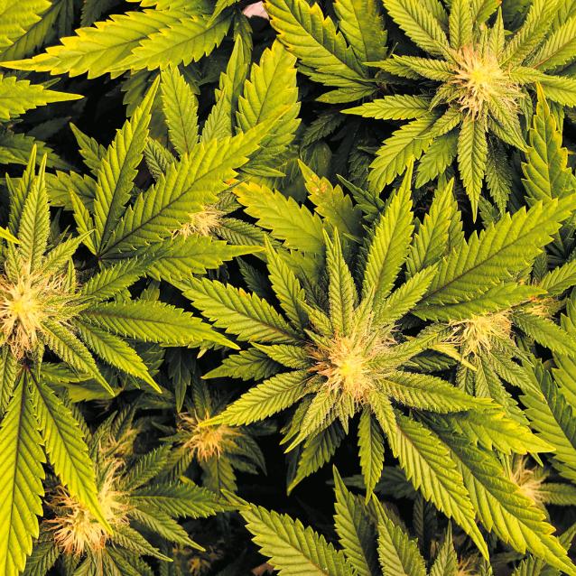 Marihuana do oceny