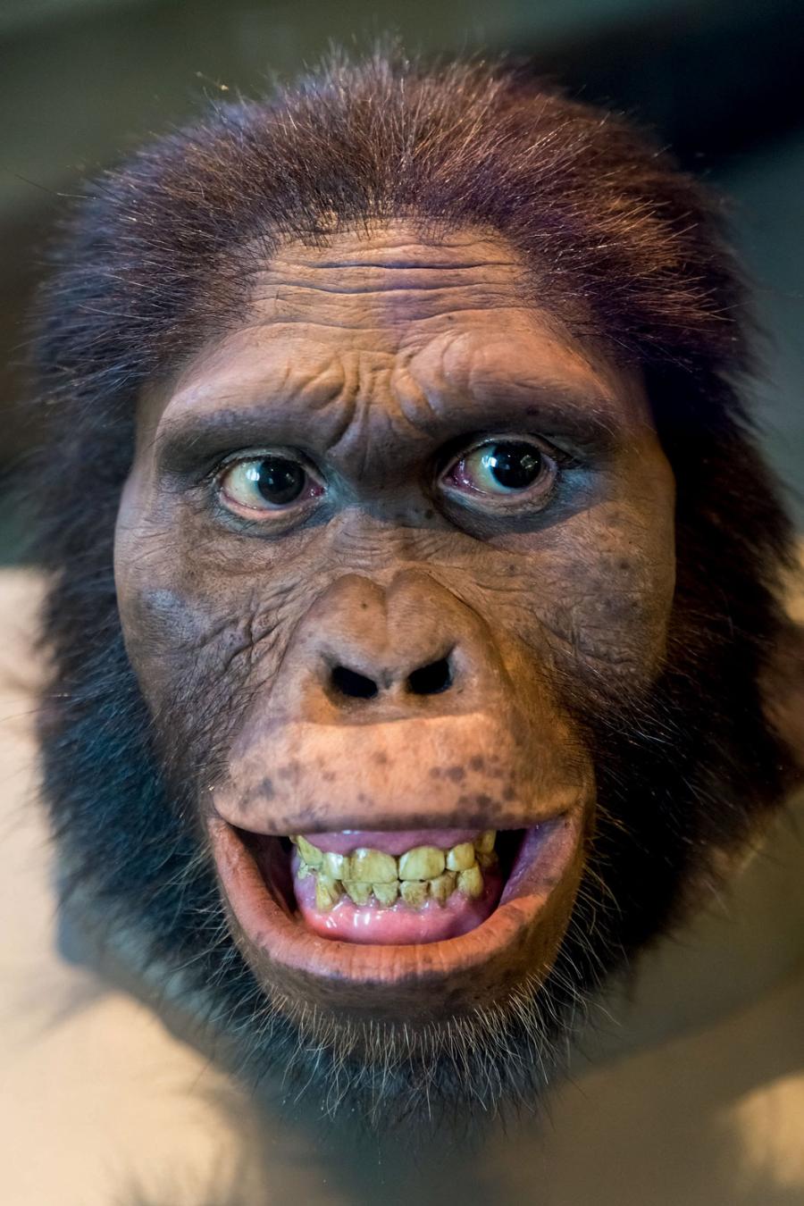 Rekonstrukcja oblicza Australopithecus africanus, który żył na południu Afryki przed 2–4 mln lat. Australopiteki pojawiły się przed ludźmi. Tworzyły z rodzajem Homo wspólną linię rozwojową i zapewne któryś z nich był naszym przodkiem.
