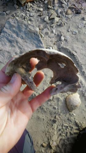 Te ludzkie szczątki znalazł we wrześniu nad Zalewem Solińskim Dariusz Ginter.