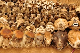 Pantenon voodoo pełen jest dobrych bóstw i duchów zamieszkujących w drzewach, wietrze, w wężach i fetyszach - czy to w wyrzeźbionych statuetkach, czy w czaszkach zwierząt i muszelkach kauri.