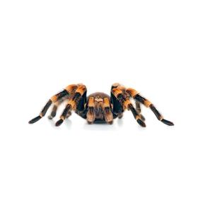 Mechanizm lęku działa na zasadzie pozytywnego sprzężenia zwrotnego