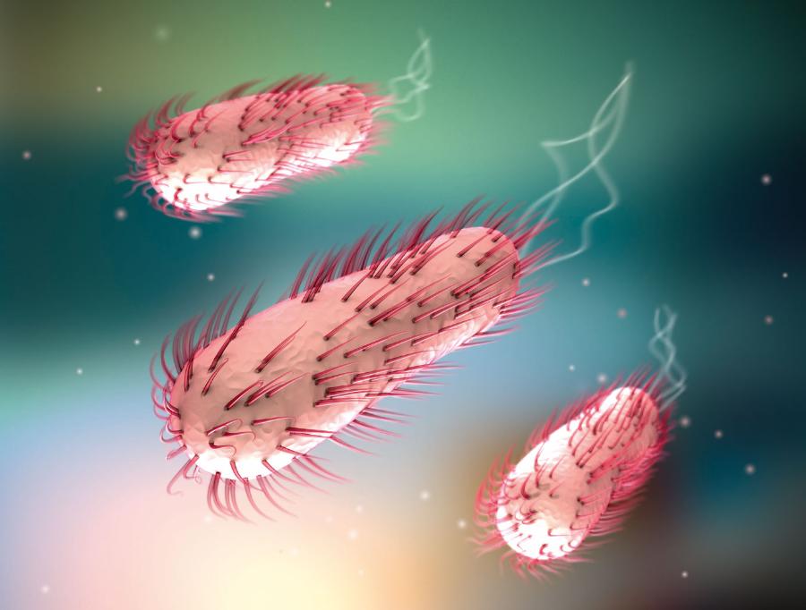 Escherichia coli (pałeczka okrężnicy) ­bytuje w jelitach m.in. ­człowieka. Występuje też w glebie i ­wodzie, gdzie trafia razem z kałem.