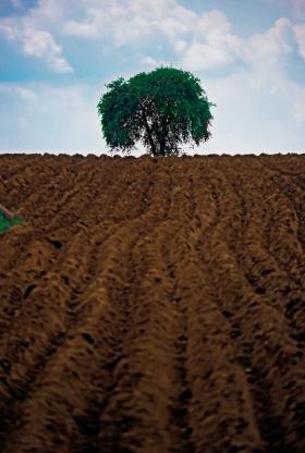 W Wielkopolsce za 10 ha od ANR trzeba zapłacić ok. 300 tys. zł. Ale można będzie liczyć na preferencyjny kredyt na 2 proc. i spłatę do 15 lat.