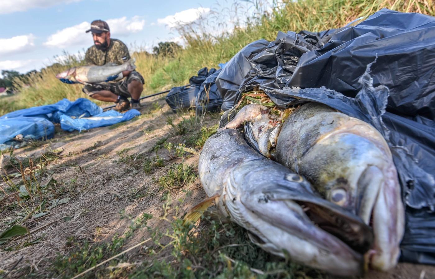 Wędkarze wyławiają martwe ryby z rzeki koło Zielonej Góry.