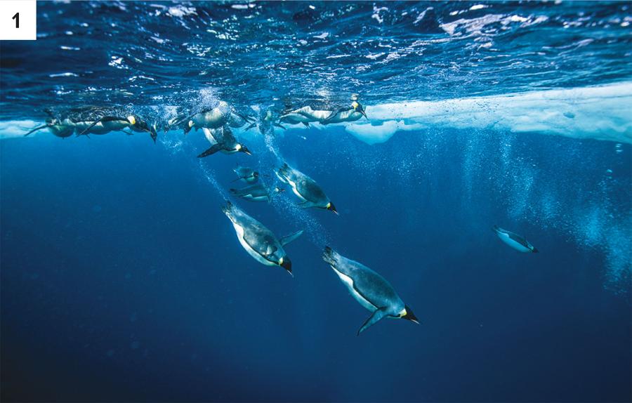 Nowo powstałe i planowane rezerwaty morskie będą chronić pingwiny w rozległym antarktycznym Morzu Rossa (1), żółwie skórzaste pomiędzy Nową Szkocją i Nową Fundlandią (2) oraz żarłacze śledziowe u południowo-wschodnich wybrzeży Kanady (3).