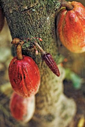 Owoc kakao na wenezuelskiej plantacji