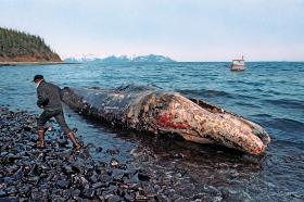 Straty na Alasce w wyniku katastrofy tankowca „Exxon Valdez” oszacowano na 3 mld dol.