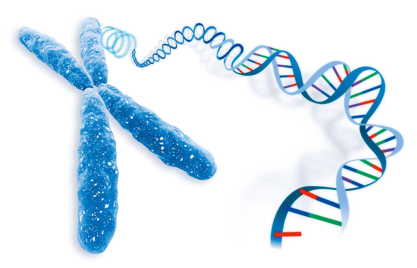 CRISPR/Cas można wykorzystać jako tanie, szybkie i niezwykle precyzyjne narzędzie inżynierii genetycznej.