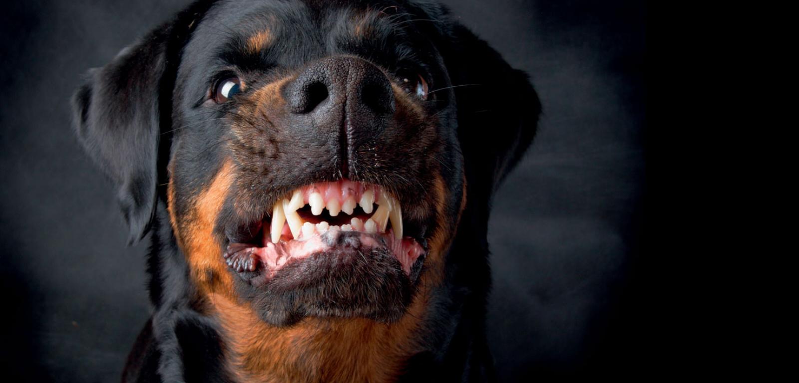 Za agresywne zachowania u psów odpowiada kilka hormonów.