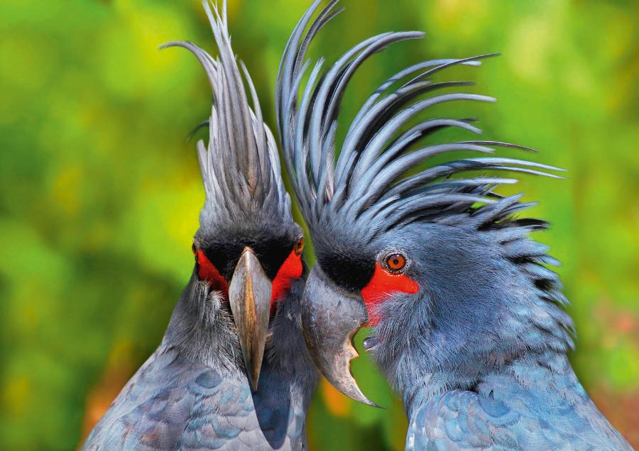 Kakaduowate mają charakterystyczny czubek na głowie. Na zdj. kakadu palmowe.