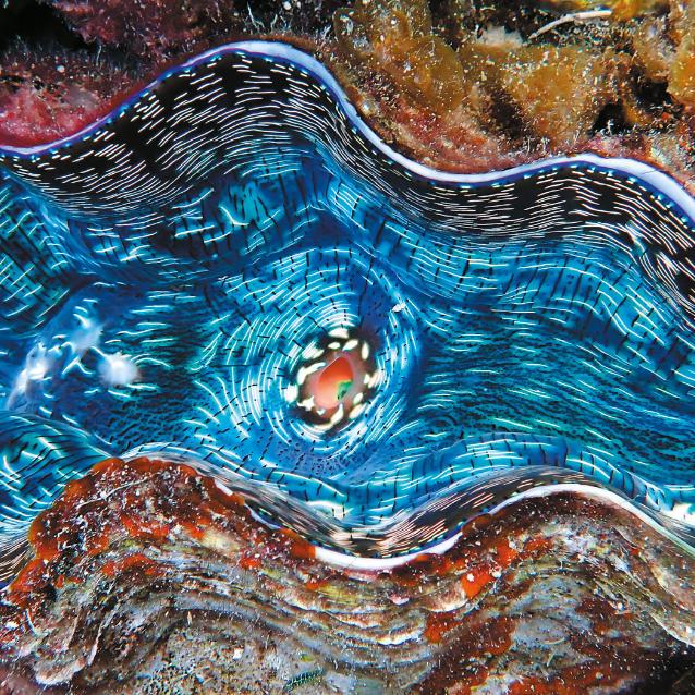 Opalizujące małże mają własne panele słoneczne