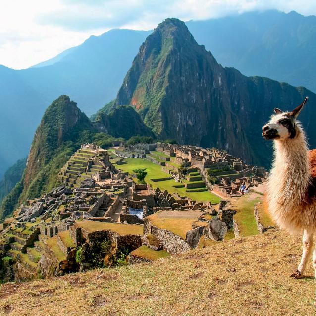 Lama na tle ruin inkaskiej fortecy Machu Picchu.
