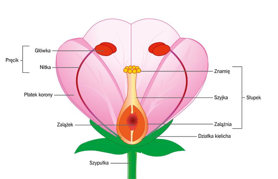 Schemat budowy kwiatu roślin okrytonasiennych.