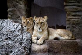 Lwice z gdańskiego zoo