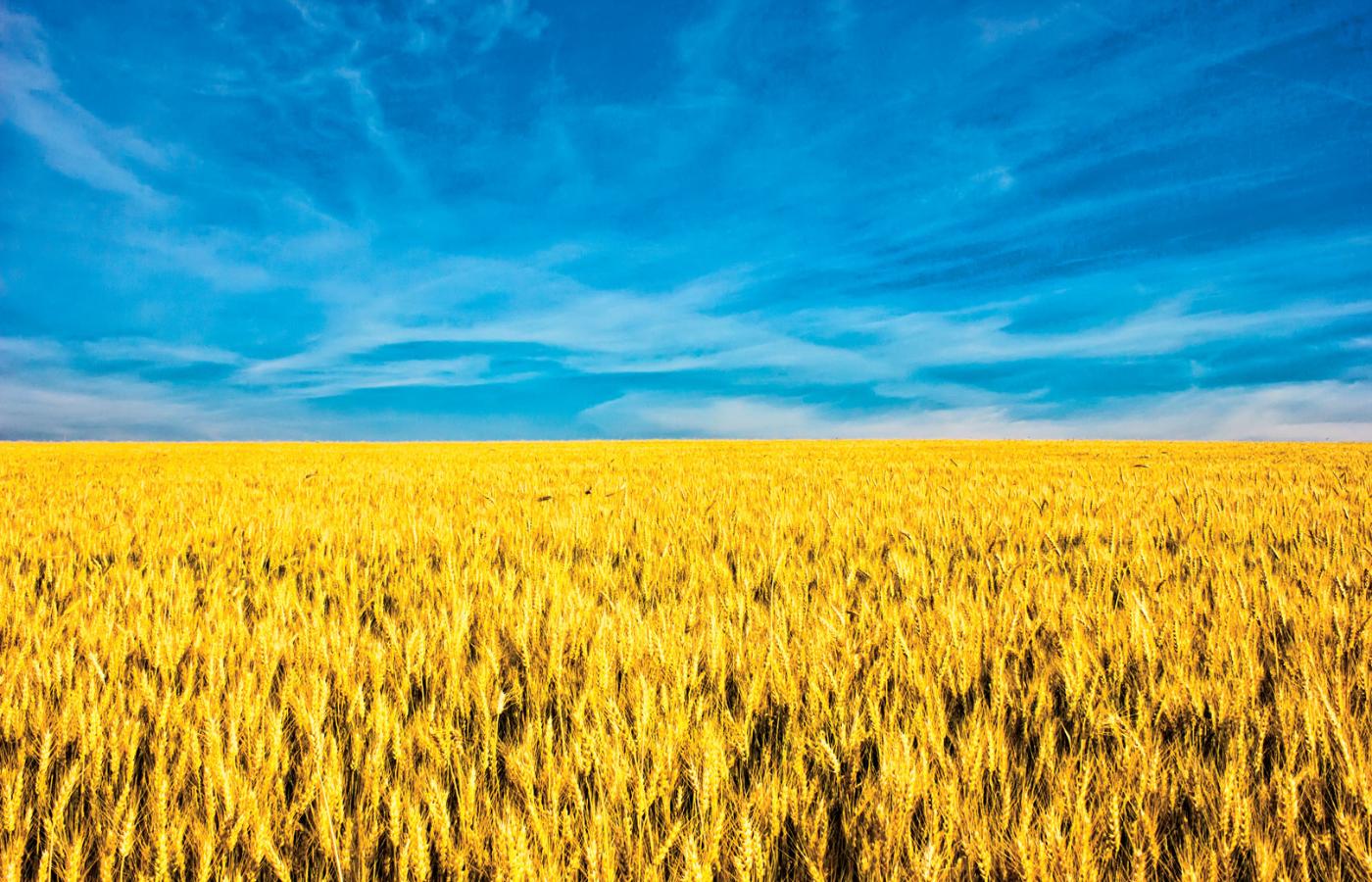 Niebiesko-żółta flaga Ukrainy jest niczym innym, jak tylko zbożowym polem pod błękitnym niebem.