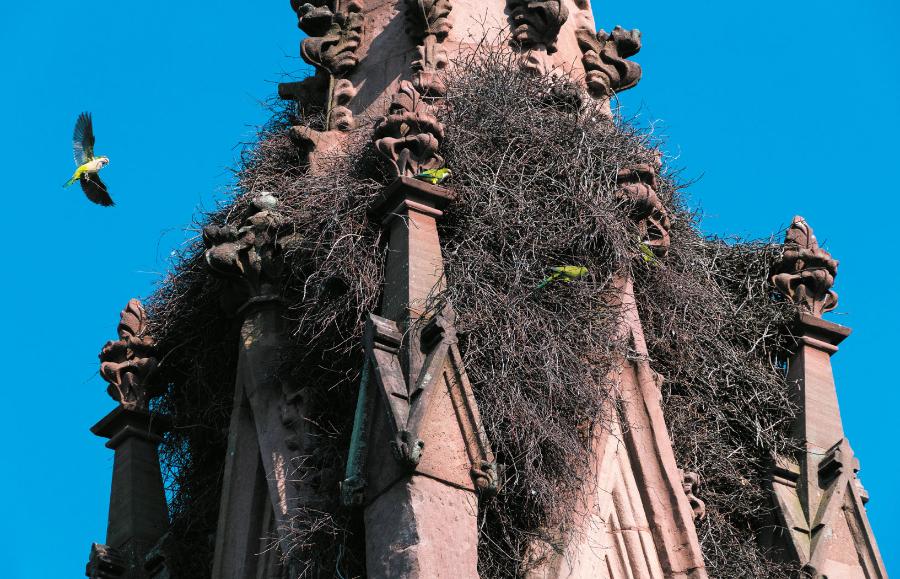 Mnichy budują gniazdo na bramie wejściowej do Green-Wood Cemetery w Brooklynie w Nowym Jorku.