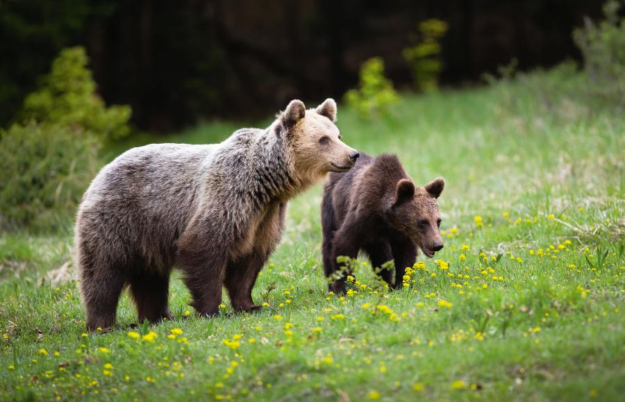 Samica staje się niebezpieczna, jeśli musi bronić potomstwa.