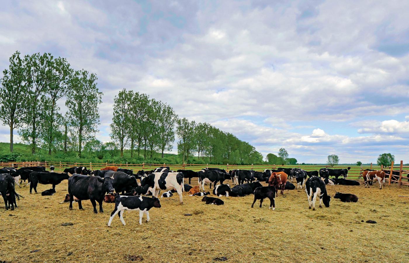 1 maja 2019 r. krowy straciły wolność. Niby dalej są na ukochanych łąkach, ale przestrzeń ograniczono i zamiast trawy (którą już zadeptały) dostają siano.