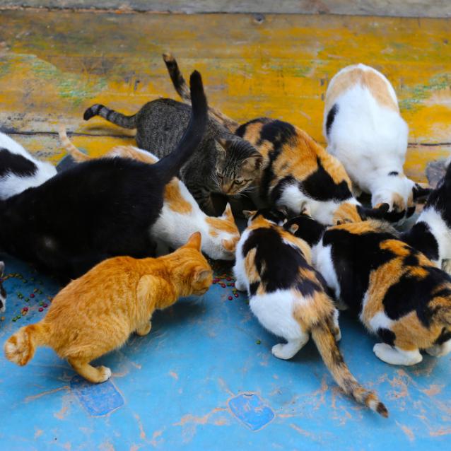 Pulsar - wyjątkowy portal naukowy.