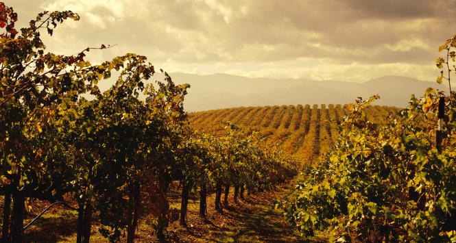 Uznani sommelierzy szczycą się tym, że po smaku potrafią rozpoznać rodzaj i skład wina.