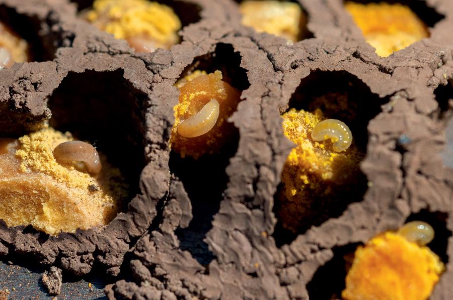 Larwy pszczoły murarki z gatunku Osmia lignaria w błotnych gniazdach.