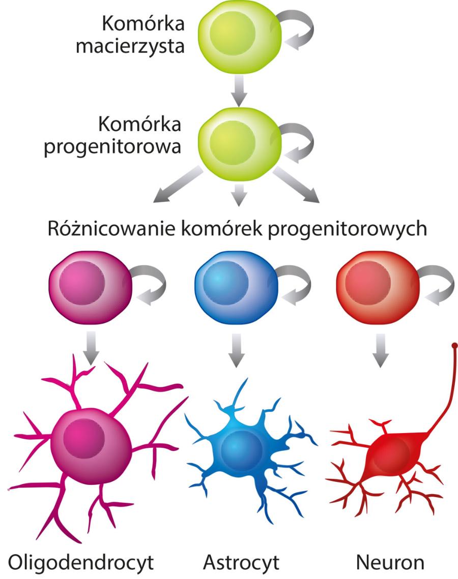 Schemat neurogenezy. Dochodzi do niej głównie w okresie prenatalnym. Astrocyty i oligodendrocyty to komórki glejowe pełniące w mózgu rozmaite funkcje fizjologiczne.