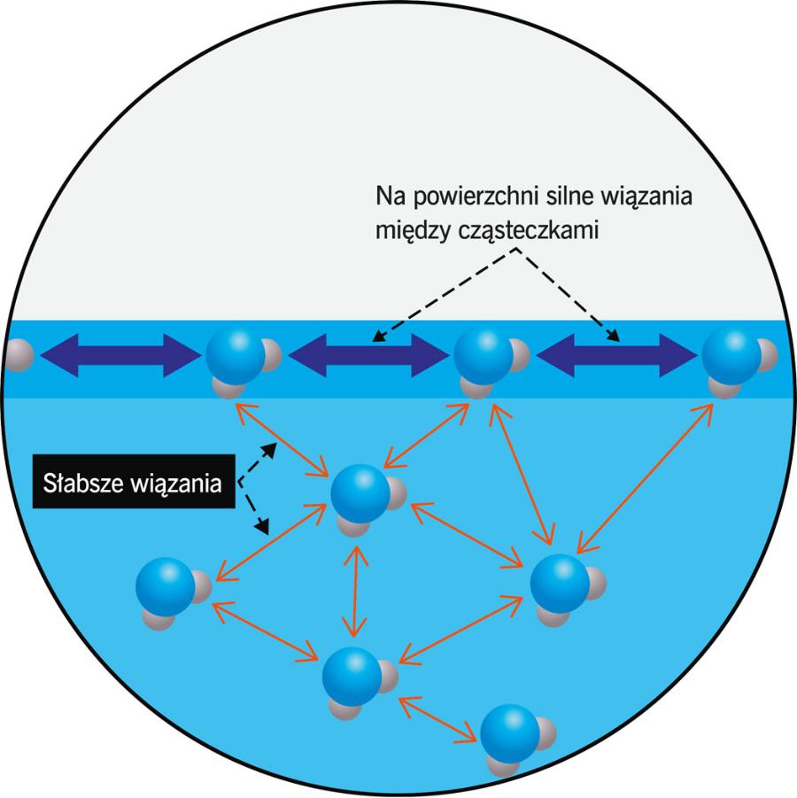 Schemat tworzenia się wiązań wodorowych w obrębie płynu.