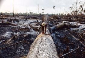 Wypalona dżungla w Brazylii.