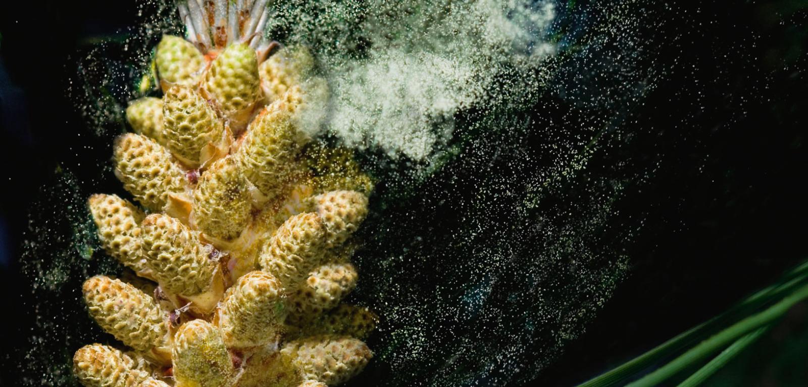 Obłok pyłków unoszących się z szyszki sosny pinii na początku lata.