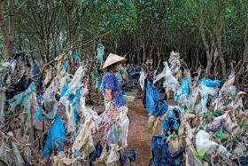 Nadmorski las w Wietnamie tonący w plastikowych śmieciach wyrzuconych przez fale.