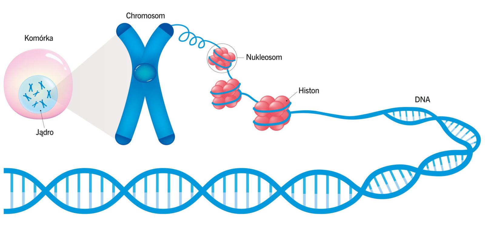 Upakowanie DNA w jądrze komórkowym. Histony to niewielkie białka wiążące DNA, ulegające modyfikacjom epigenetycznym.