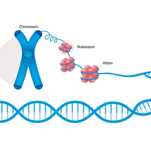 Upakowanie DNA w jądrze komórkowym. Histony to niewielkie białka wiążące DNA, ulegające modyfikacjom epigenetycznym.
