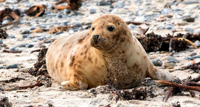 Kiedyś ludzie polowali na foki i zabijali dla cennego futra. Teraz chodziło o coś innego.